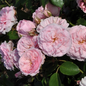 Trandafir cu parfum intens - Blush™ Winterjewel®